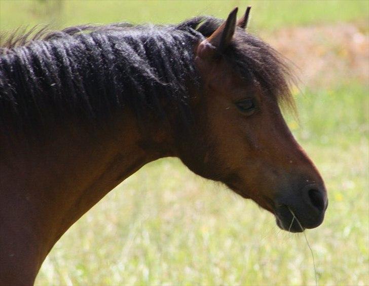 Anden særlig race Mini Max | Elevpony | gl. passer<3. - 20. På sommerfold(-: Ved godt at det er sløret, men kan godt lide billedet(-: Foto: Emma Sonja(-: Det var så Mini Max, håber i nød ham, og håber i vil smide en bedømmelse og en kommentare før i går(-: billede 20