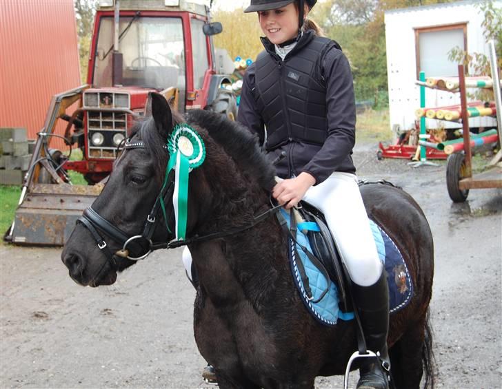 Welsh Mountain (sec A) Tarzan  billede 20