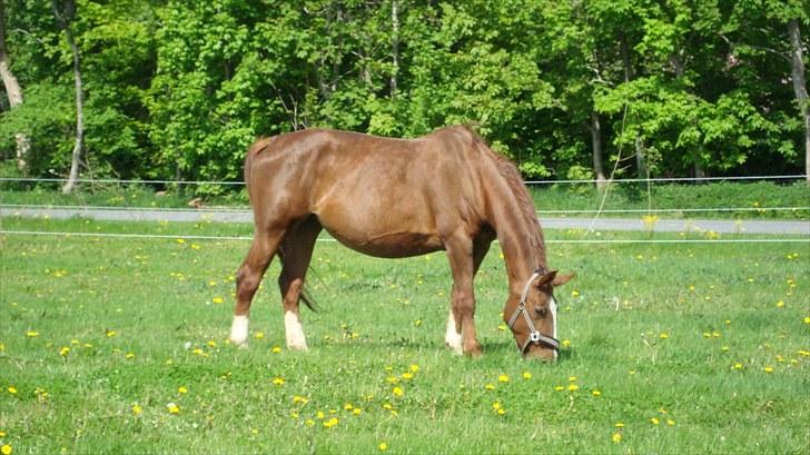 Svensk Varmblod Fröken shelli - ude på marken... billede 1