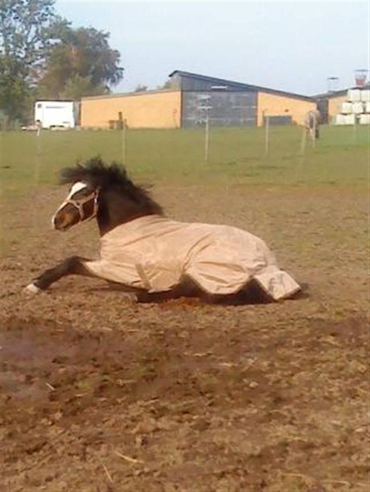 New Forest Stegstedgård Zimba - Zimba på fold billede 12