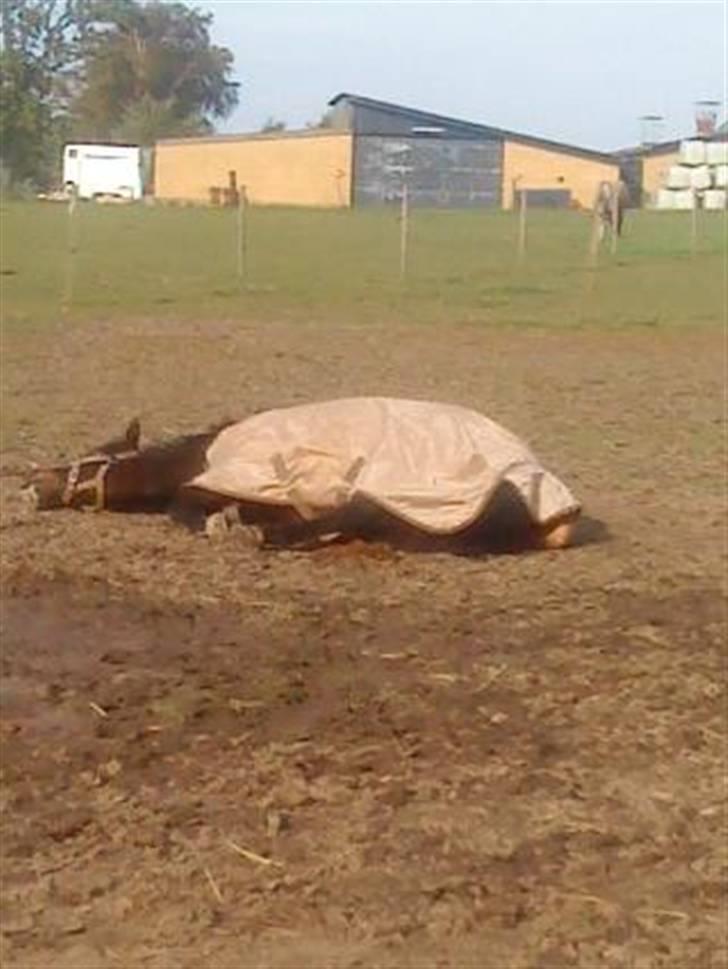 New Forest Stegstedgård Zimba - zimba sovetryne billede 6