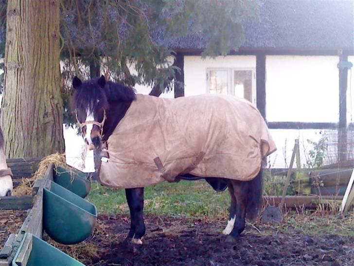 New Forest Stegstedgård Zimba - zimba der hjemme billede 7