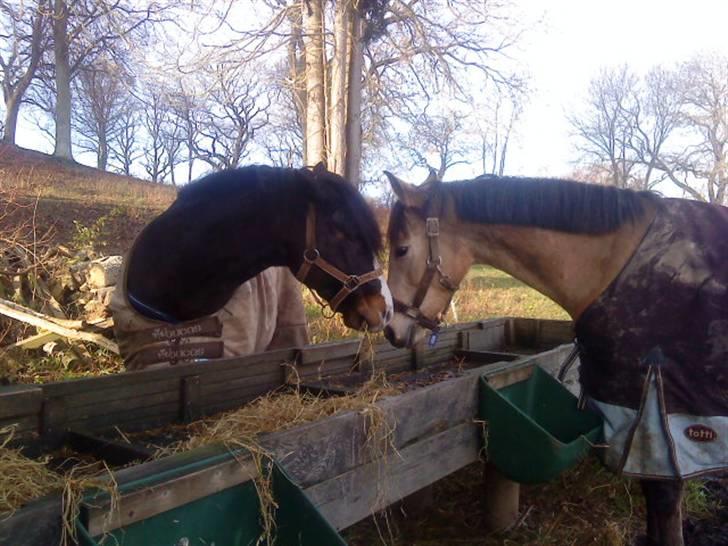 New Forest Stegstedgård Zimba - Zimba <-- venstre.  penny --> højre billede 8