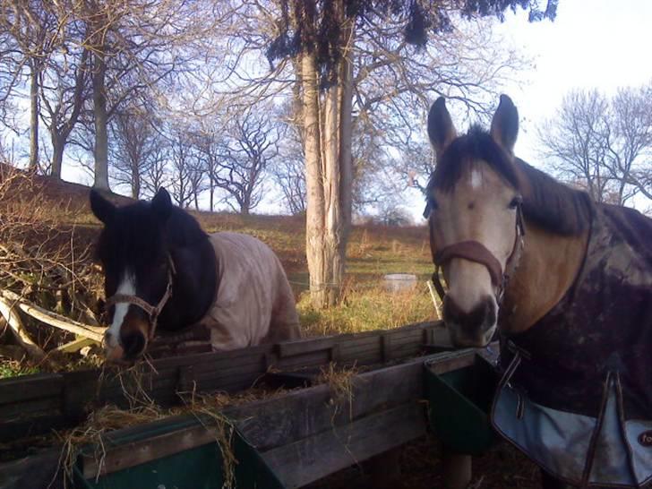 New Forest Stegstedgård Zimba - Zimba <-- venstre.  penny --> højre billede 9