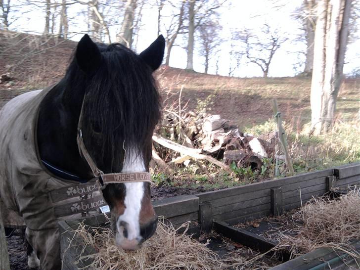 New Forest Stegstedgård Zimba - søde zimba <3 billede 10