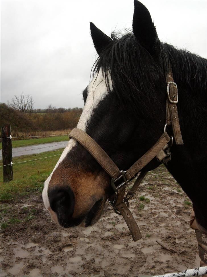 New Forest Stegstedgård Zimba - ZIMBA ! billede 5