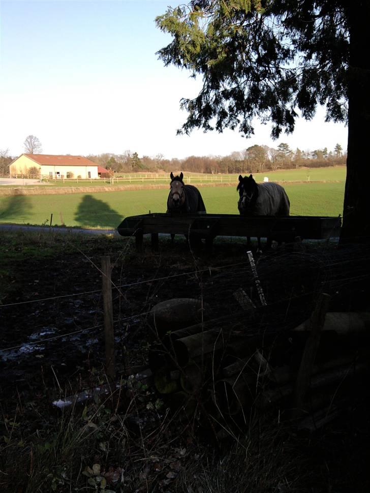 New Forest Stegstedgård Zimba - zimba og penny <3 billede 11