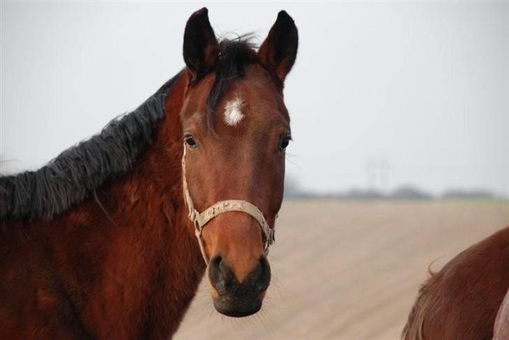 Dansk Varmblod Catlon Ravnes-have - Aflivet billede 10