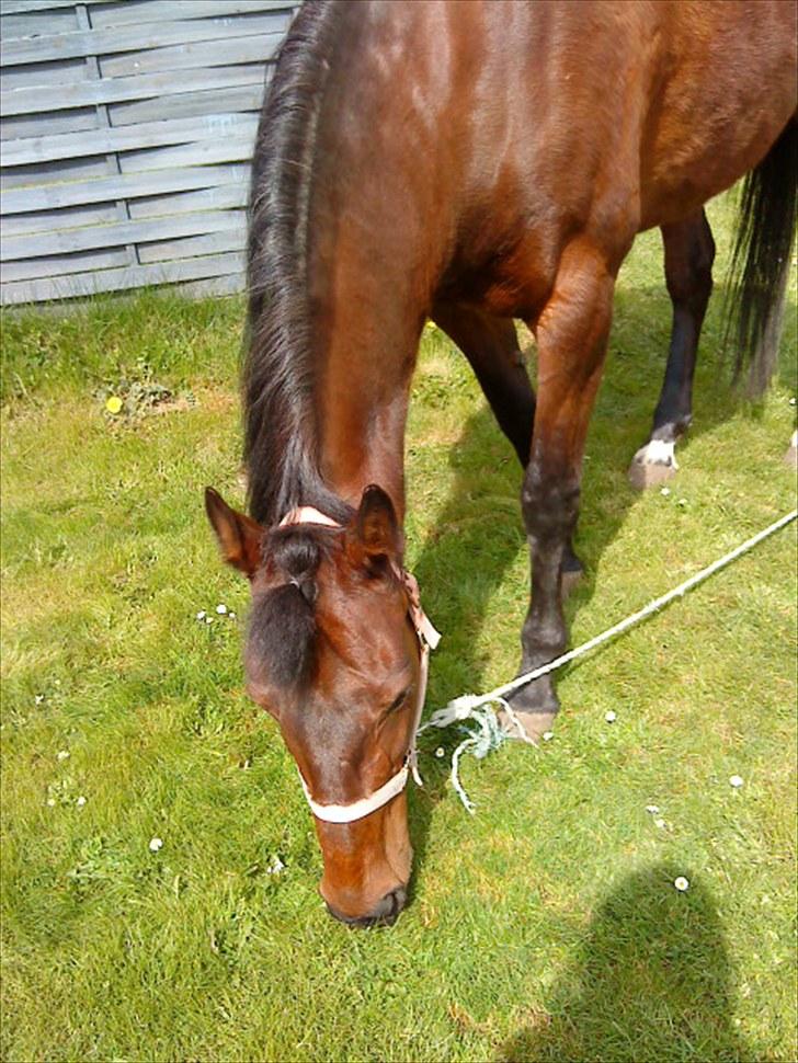 Traver April New SOLGT =( billede 3