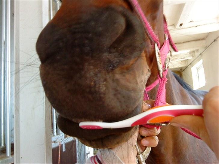 Traver April New SOLGT =( billede 6