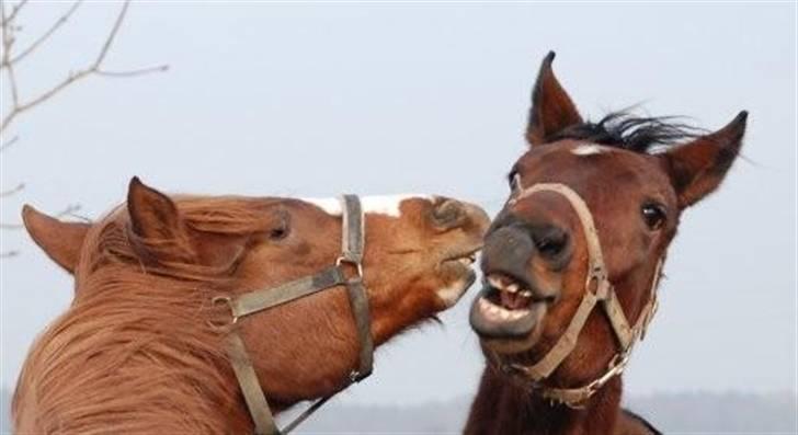 Dansk Varmblod Catlon Ravnes-have - Aflivet - Ved gamle ejer januar 09 billede 11