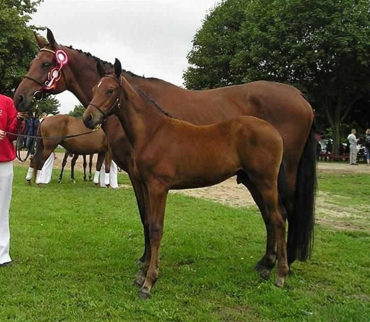 Dansk Varmblod Catlon Ravnes-have - Aflivet - Catlon og hans mor til følskue billede 13