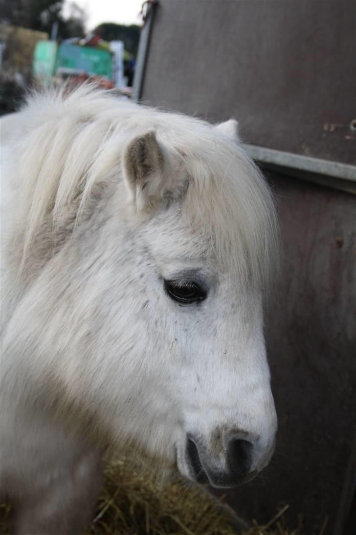 Anden særlig race Skimmel †  miss you † - 15) Foto: ECS  billede 14