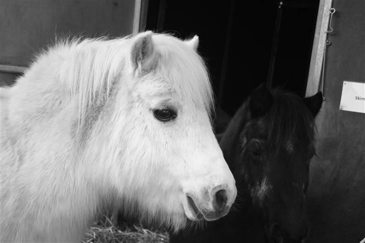 Anden særlig race Skimmel †  miss you † - 16) <3 Foto: ECS billede 15