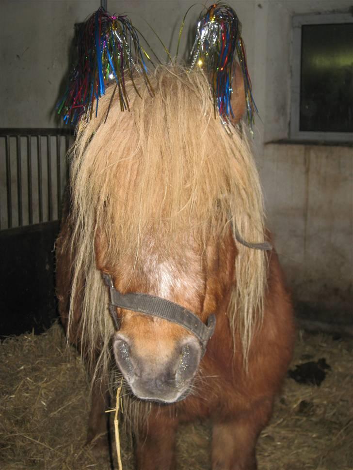 Shetlænder Tulle billede 11