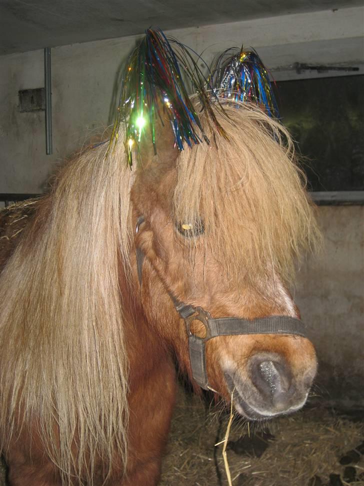 Shetlænder Tulle billede 12