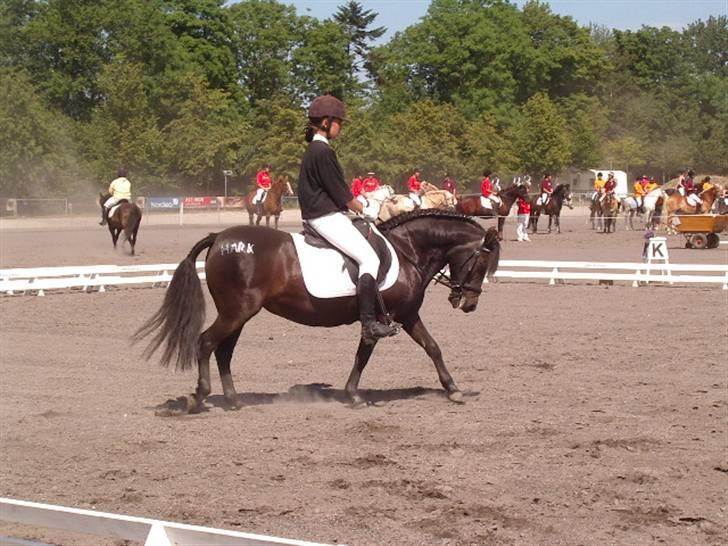 Anden særlig race Flicka (fundet igen) - DM Team cup 2009(; Flicka&mig (foto: mor) billede 17