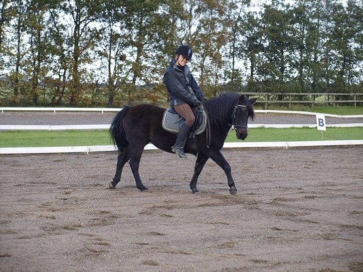 Anden særlig race Flicka (fundet igen) - Første gang jeg sidder på hende efter hun kom hjem fra tyveriet (foto: signe) billede 20