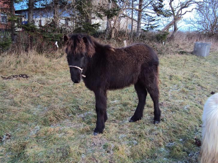 Islænder Bláus fra Belkanto *Solgt* - Blaus i dag den 1 januar :)  billede 17