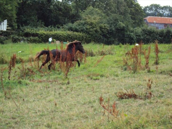 Islænder Bláus fra Belkanto *Solgt* - 1 august 2010 1 år gammel billede 9
