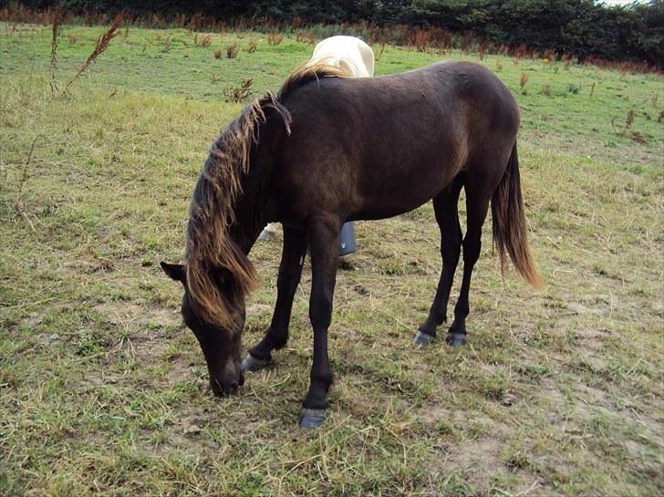 Islænder Bláus fra Belkanto *Solgt* - den 1 august 2010 1 år gammel billede 6