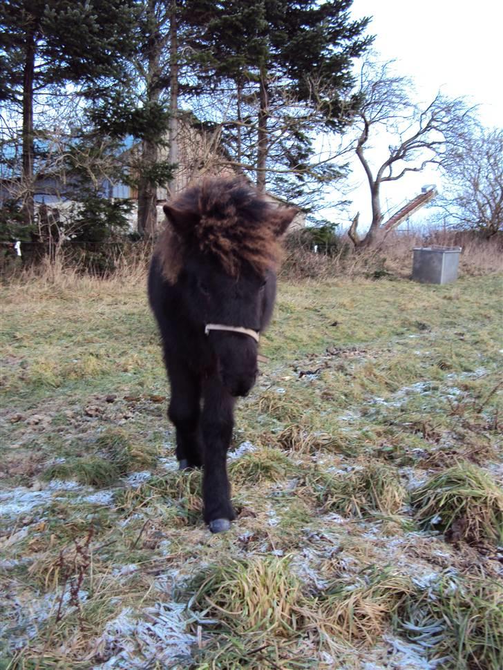 Islænder Bláus fra Belkanto *Solgt* - kommer rendende hver gang man prøver at fotografere ham :)  billede 18