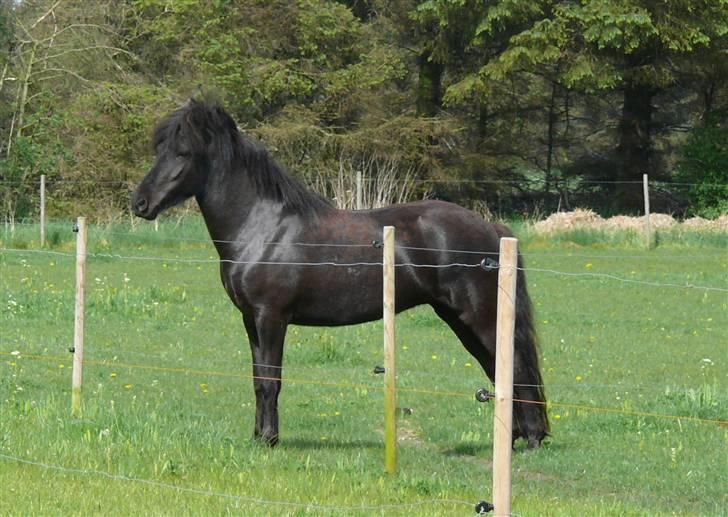 Islænder Freyja fra Tornby billede 1