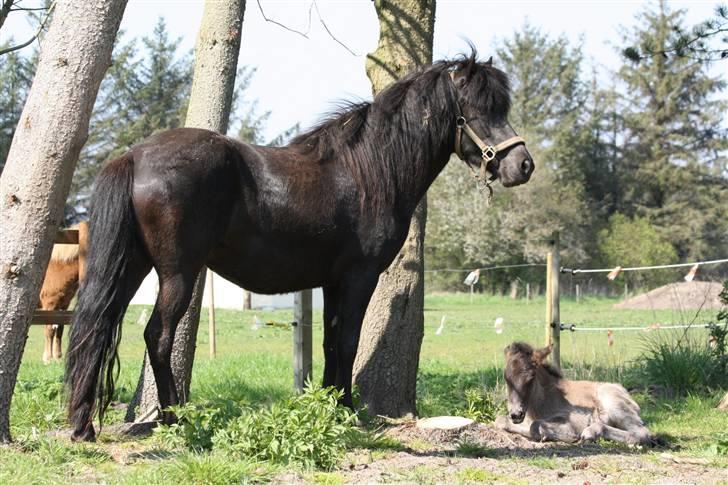 Islænder Freyja fra Tornby billede 2
