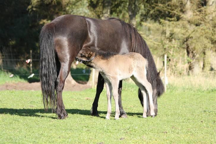 Islænder Freyja fra Tornby - Freya sammen med sit hoppeføl Frigg fra Risnalund billede 3