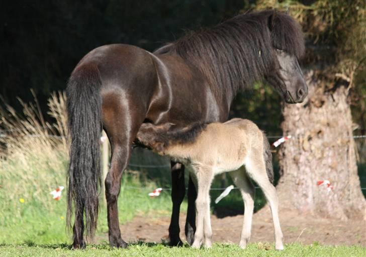 Islænder Freyja fra Tornby billede 4