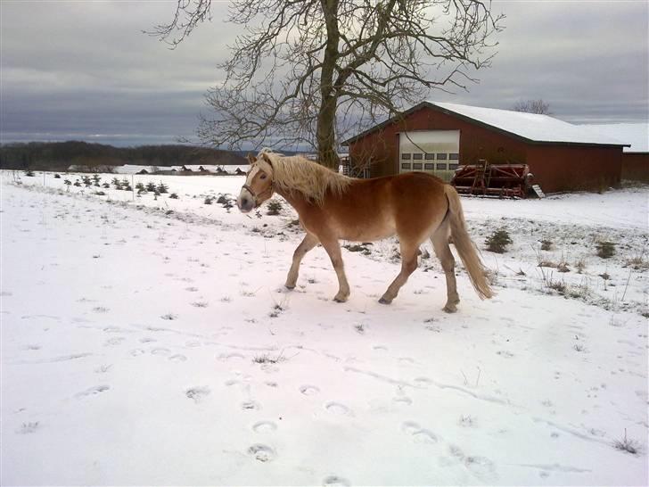 Haflinger Unika<3 Solgt! billede 15