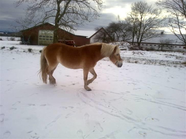 Haflinger Unika<3 Solgt! billede 16