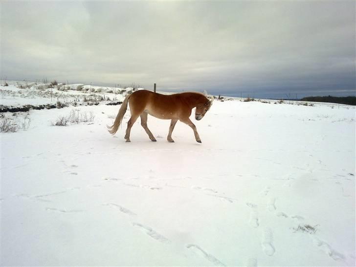Haflinger Unika<3 Solgt! billede 17
