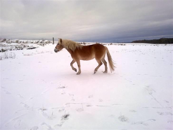 Haflinger Unika<3 Solgt! billede 18