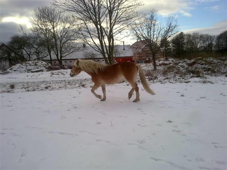 Haflinger Unika<3 Solgt! billede 19
