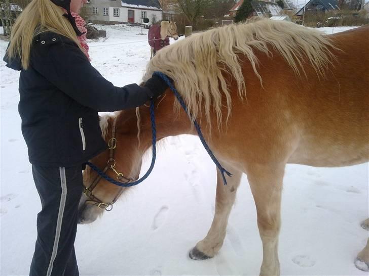 Haflinger Unika<3 Solgt! billede 20
