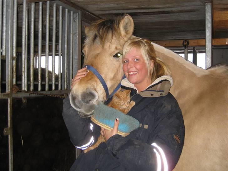 Fjordhest Kiwi / Diva Hovborg billede 17