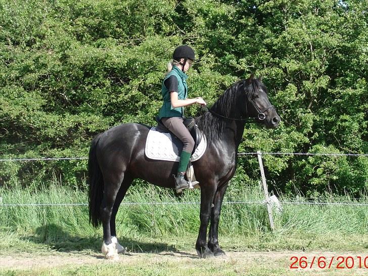 Welsh Cob (sec D) Valhallas Madison - Laura til hest :) (Foto: Karoline) billede 13