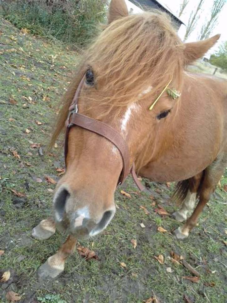 Bashkir Curly Little Cloud D  billede 8