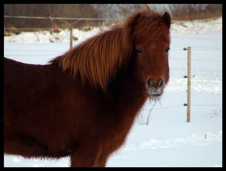Islænder Pyngja fra Birkely - Py i vinterlandskab billede 17