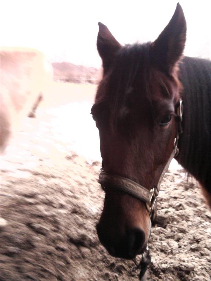 Anden særlig race trunde - meee billede 10