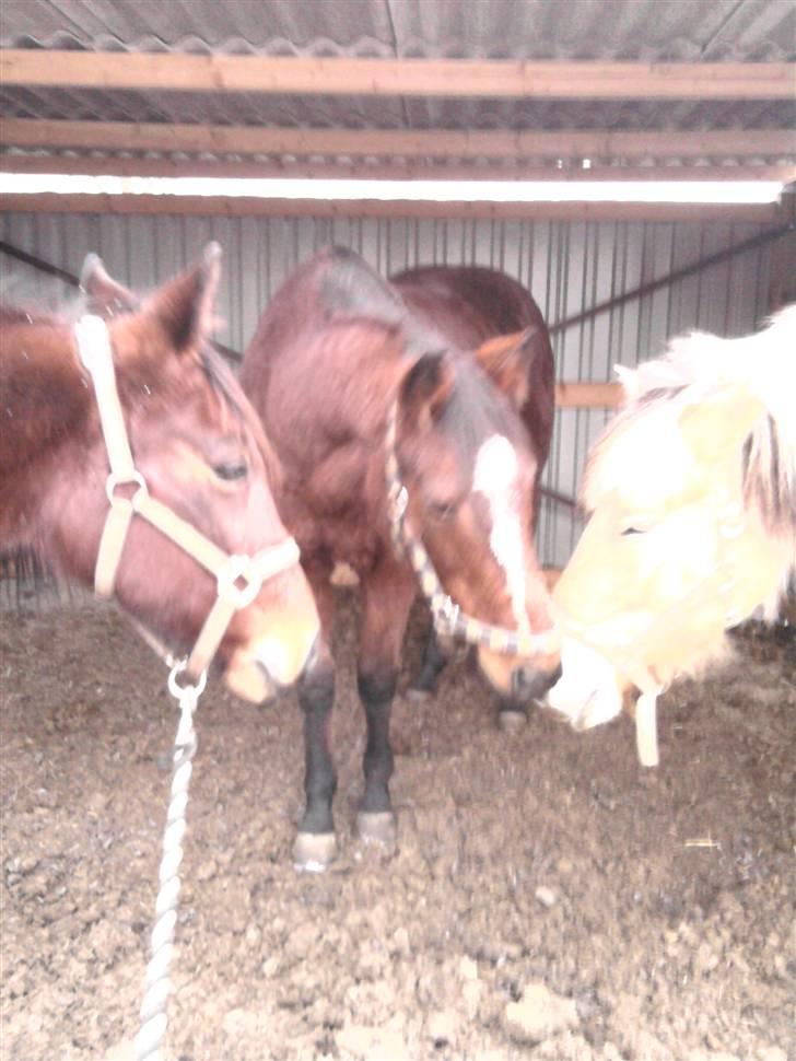 Anden særlig race trunde - mine to venner<33 billede 11