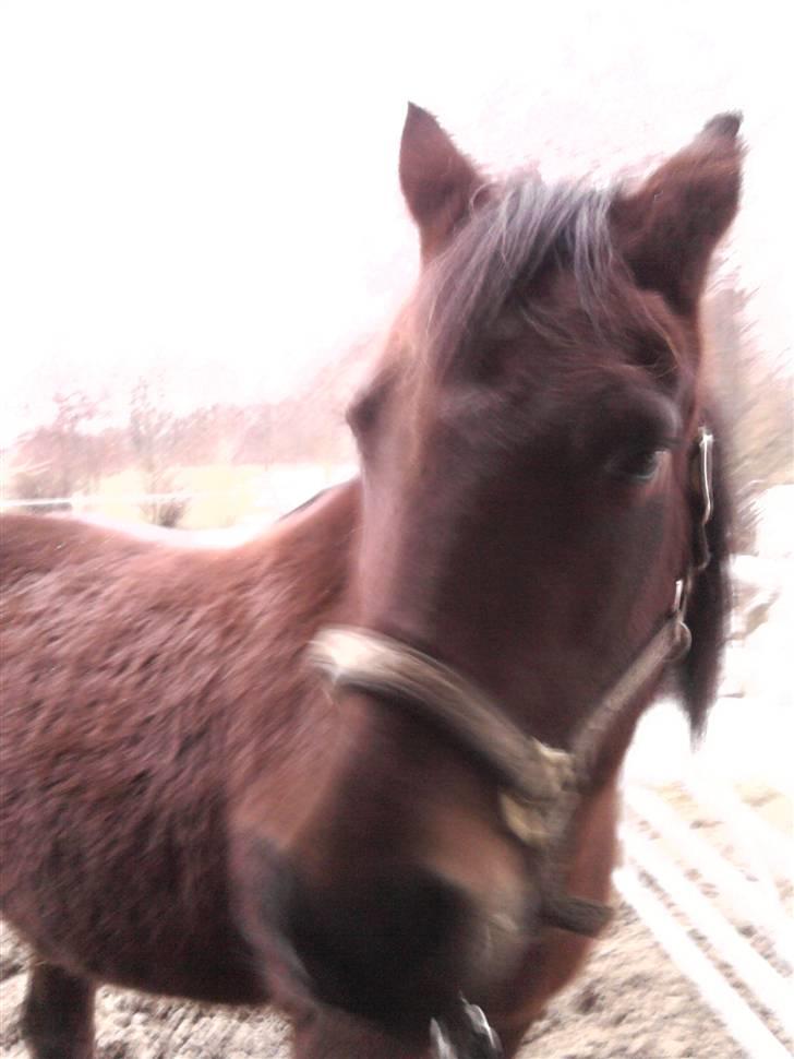 Anden særlig race trunde - jeg kan lide at stå billede 12