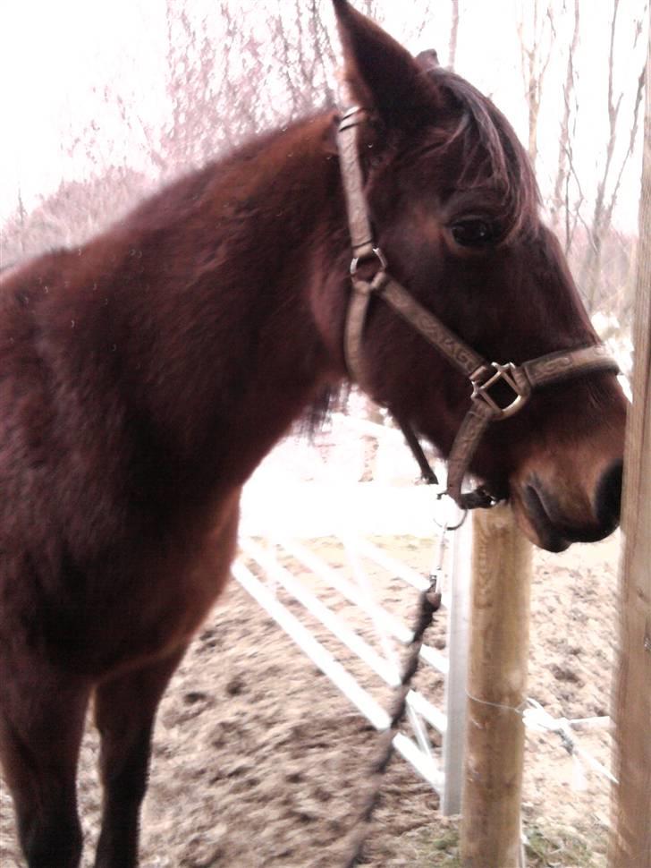 Anden særlig race trunde - jeg keder me billede 13