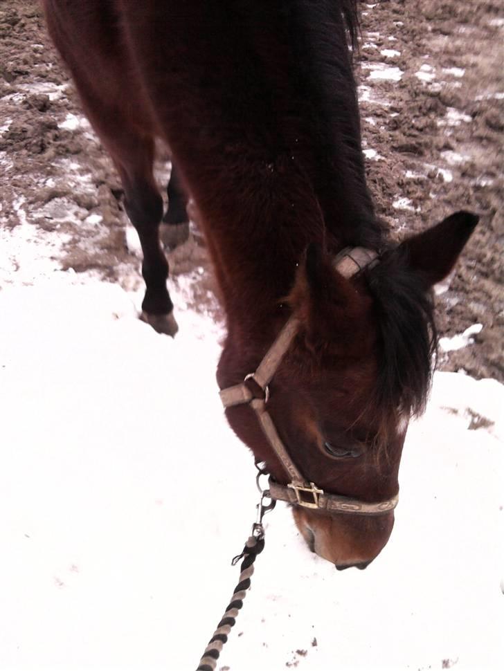 Anden særlig race trunde - er det her sne?(: billede 14
