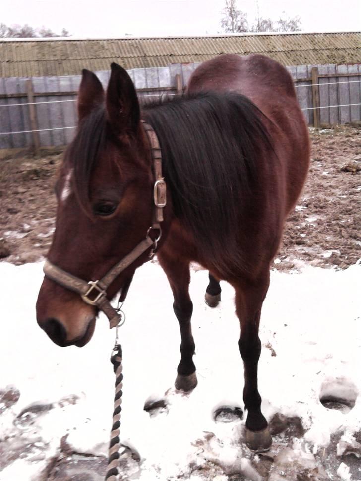 Anden særlig race trunde billede 15