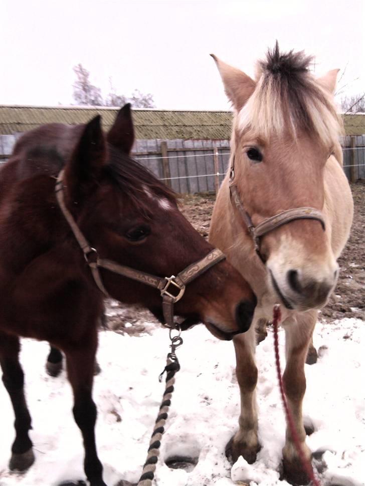 Anden særlig race trunde - hej hej med din min gamle ven billede 16