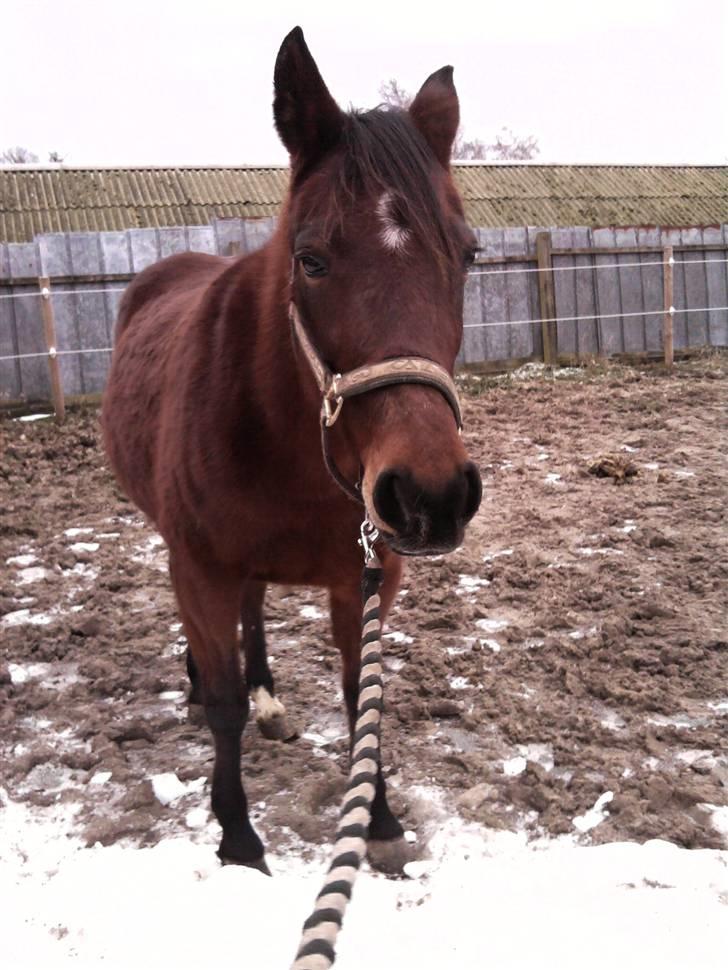 Anden særlig race trunde - dav pernille billede 17