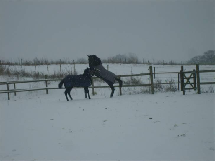 Anglo Araber (AA) Butterhill's Mon Amour - lidt leg med storebror :D billede 17