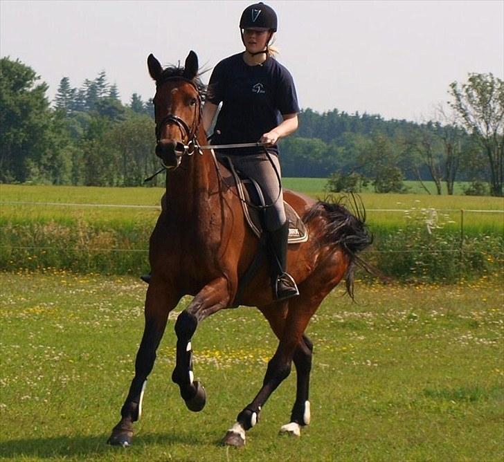 Dansk Varmblod Ann-Star - Ann-Star. D. 2 juli 2010. billede 2